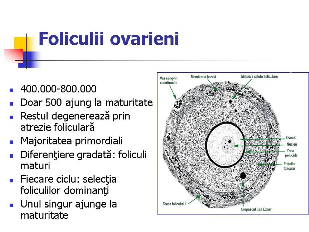 Foliculii ovarieni 400.000-800.000 Doar 500 ajung la maturitate Restul degenerează prin atrezie foliculară Majoritatea